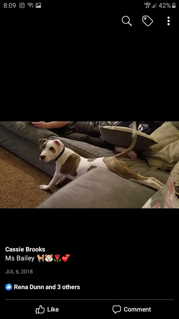 Lost dog in Abilene, TX, 79605