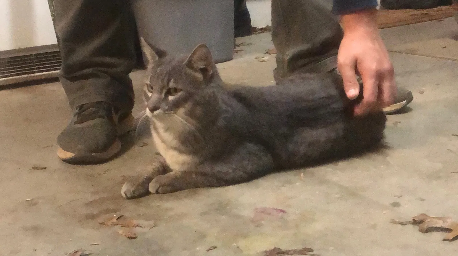 Lost cat in Smyrna, GA, 30082