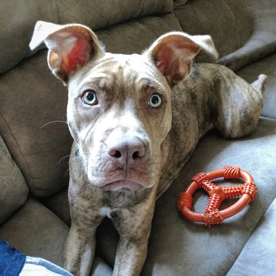 Lost dog in Denville, NJ, 7834