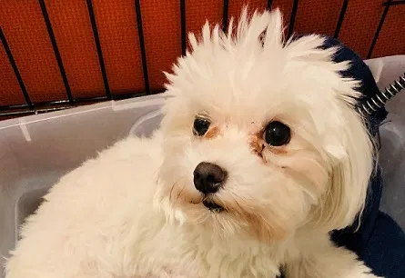 Lost dog in Mooresville, NC, 28117