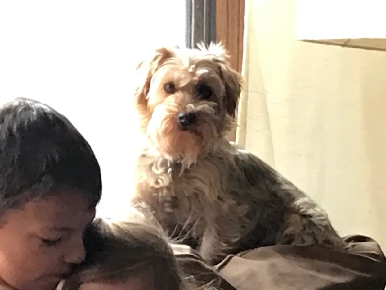 Lost dog in Waterford, WI, 53185