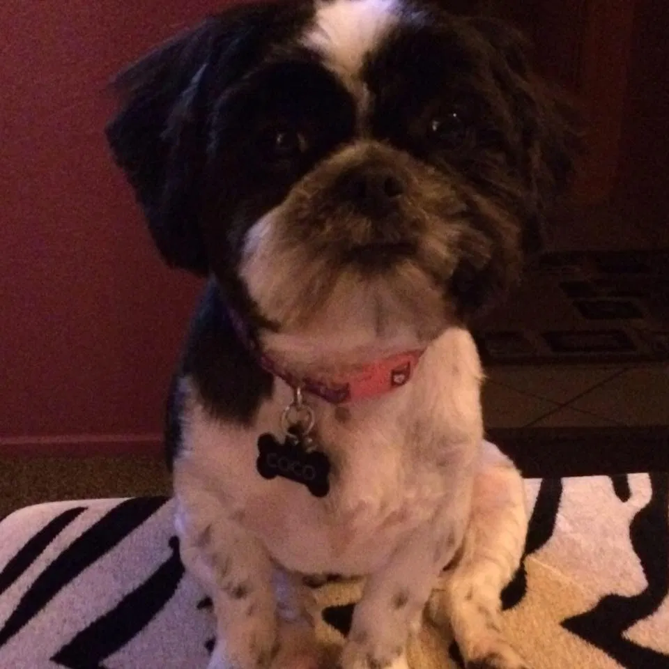 Lost dog in Sacramento, CA, 95822