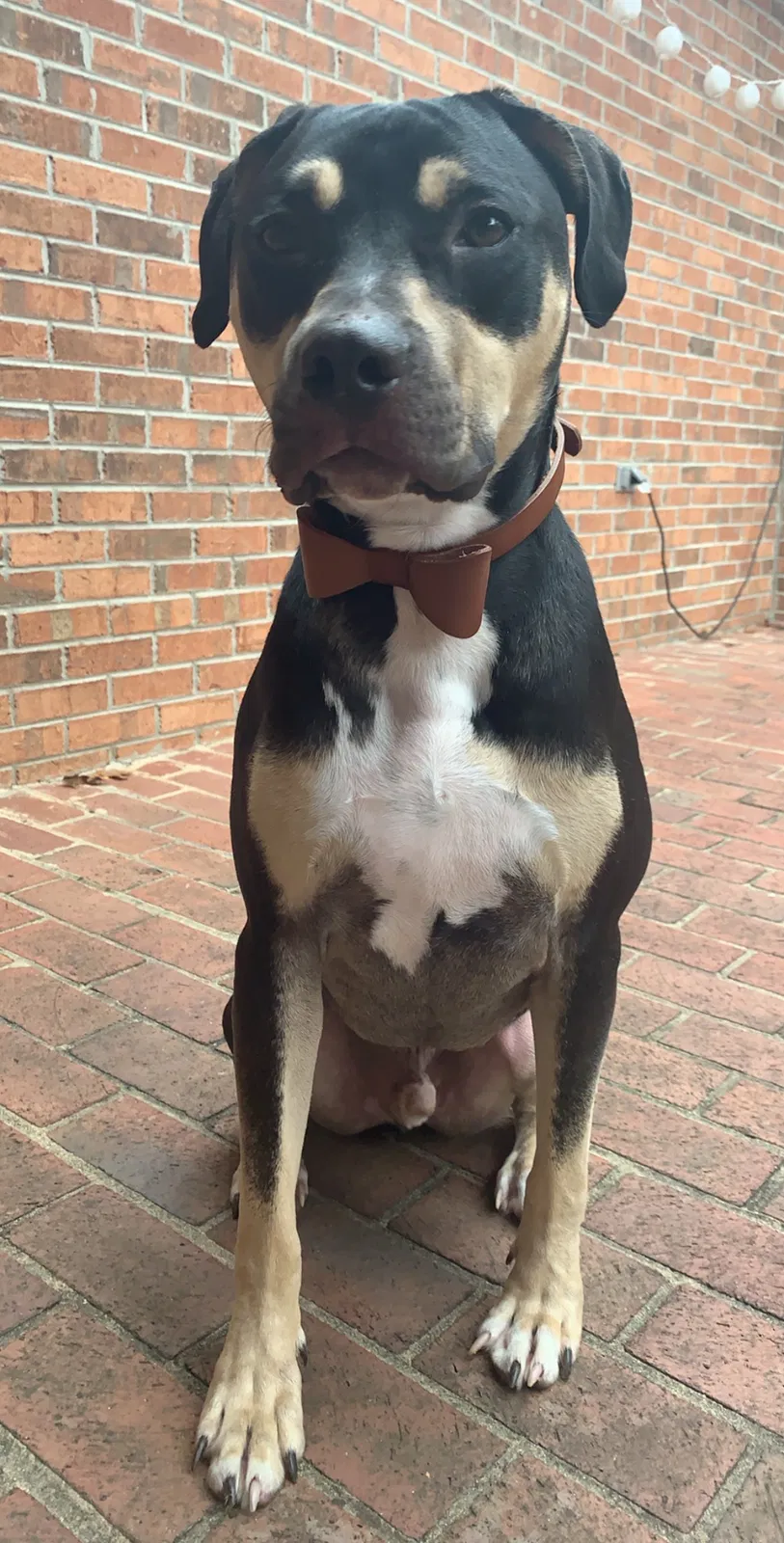 Lost dog in Pinnacle, NC, 27043