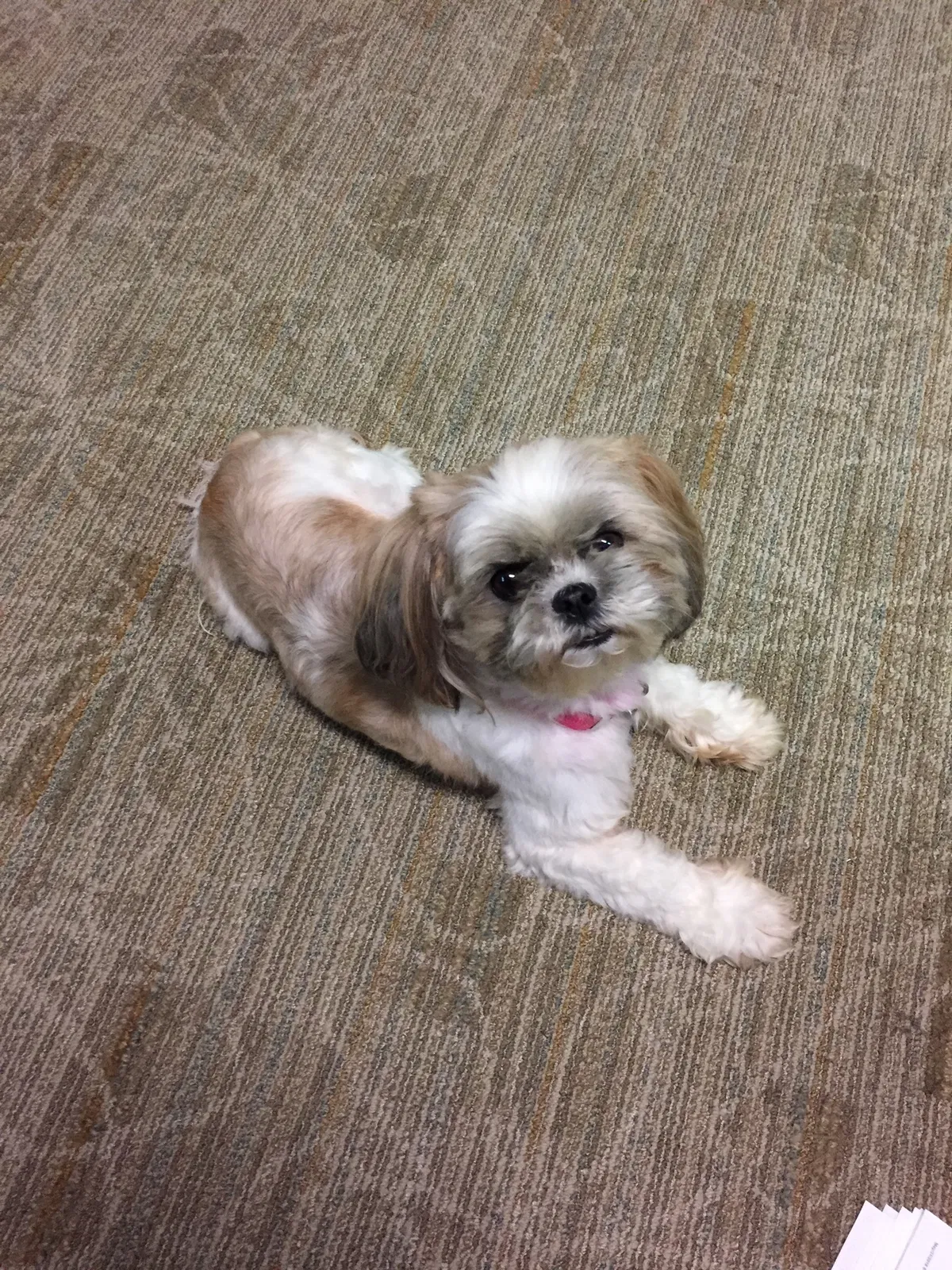 Lost dog in Greensboro, NC, 27405