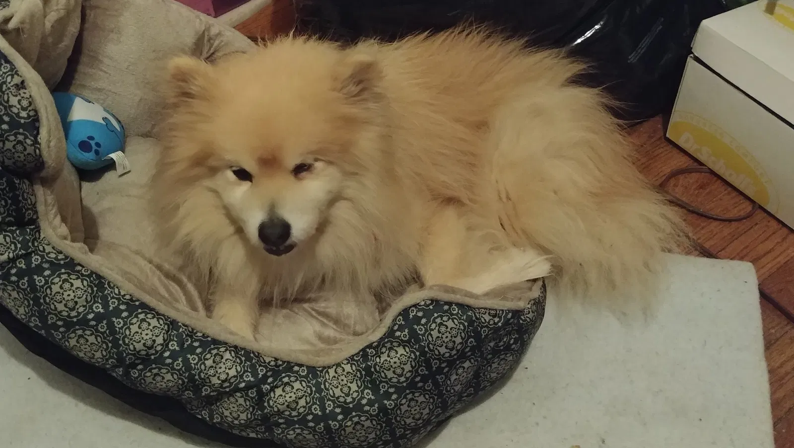Lost dog in Baltimore, MD, 21229