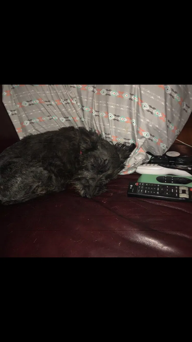Lost dog in Saint Albans, WV, 25177