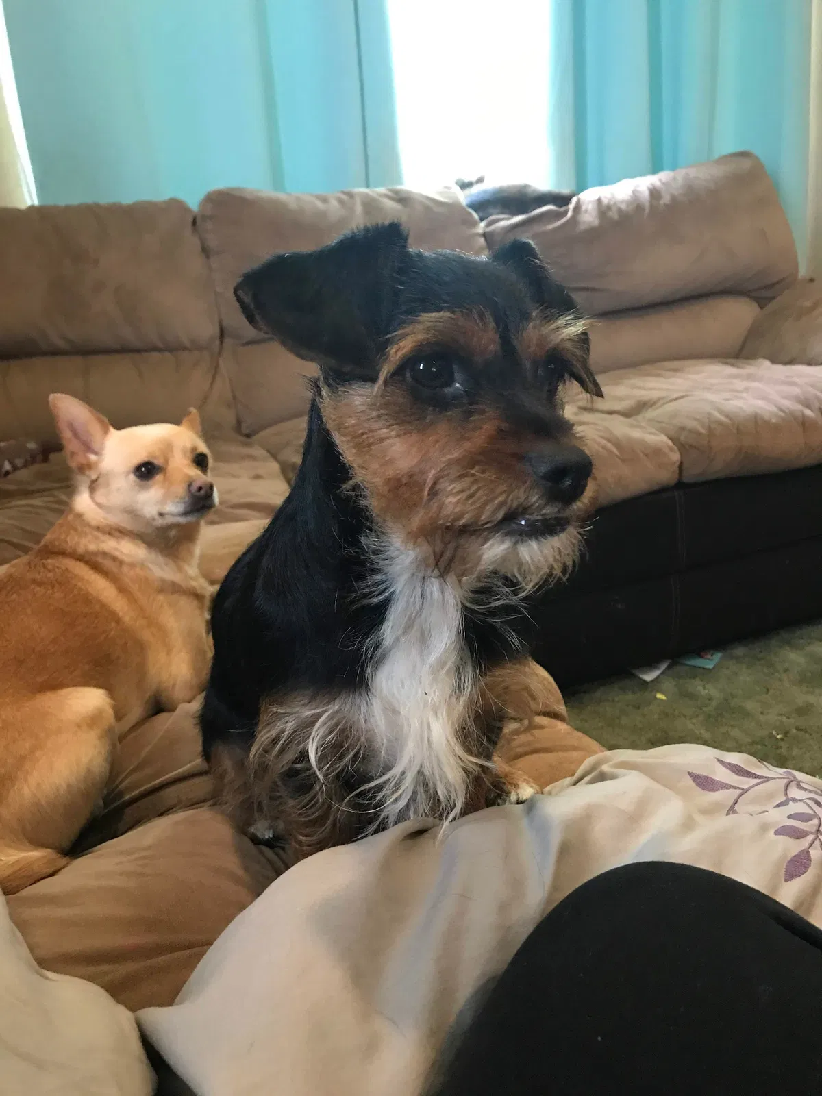 Lost dog in Toledo, OH, 43605