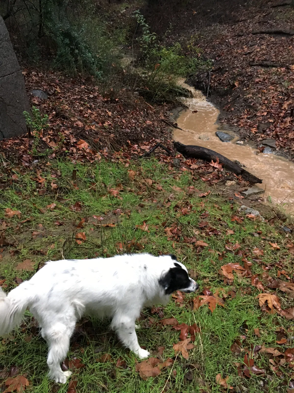 Lost dog in Alpine, CA, 91901