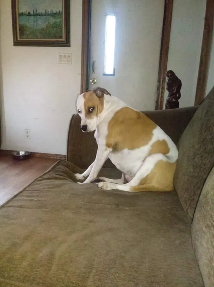 Lost dog in Lakeland, FL, 33809