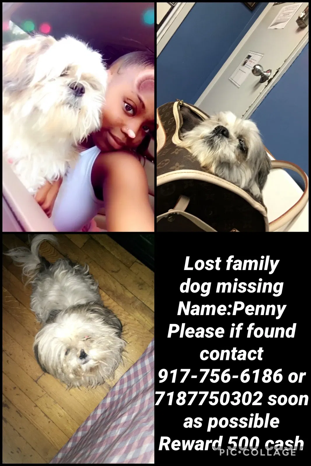 Lost dog in Jamaica, NY, 11433