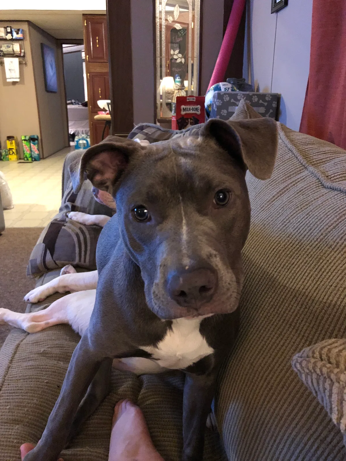 Lost dog in Broadway, NC, 27505