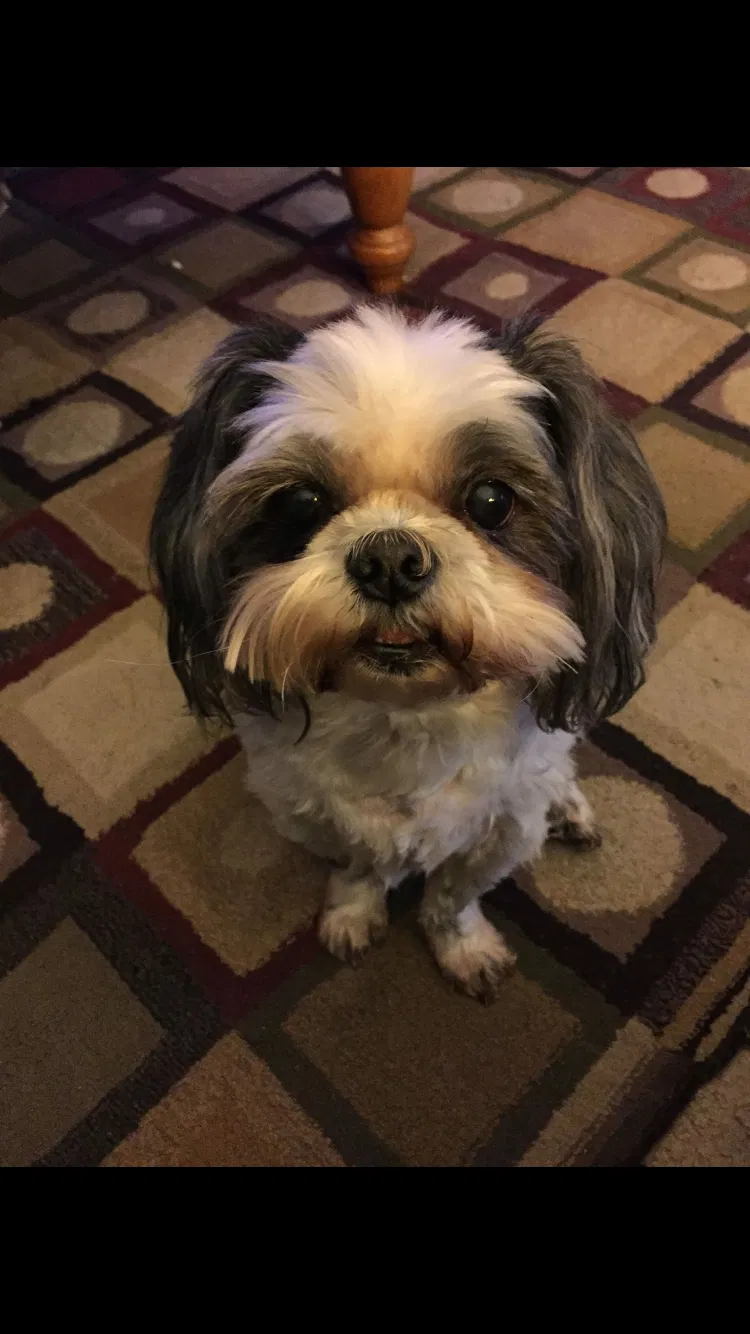 Lost dog in Russellville, AR, 72802