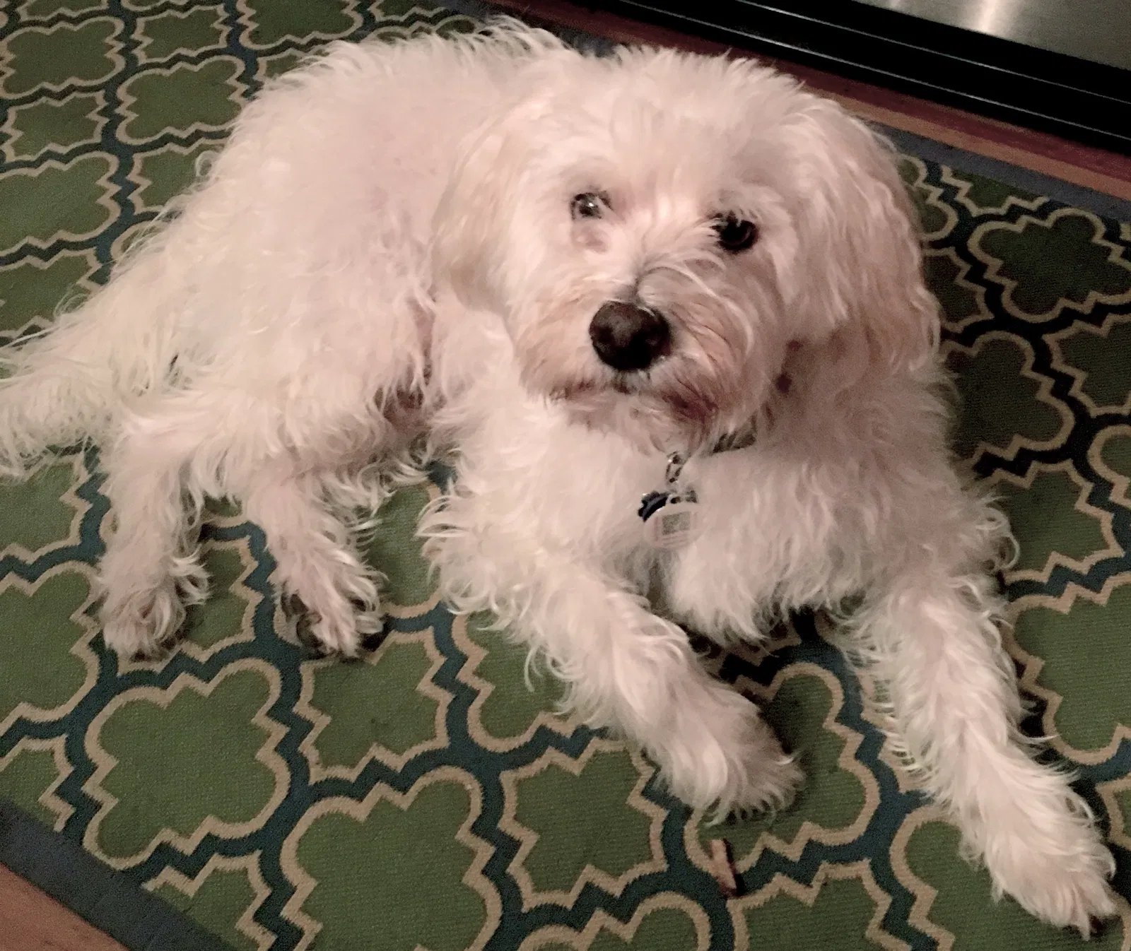Lost dog in Carlsbad, CA, 92011