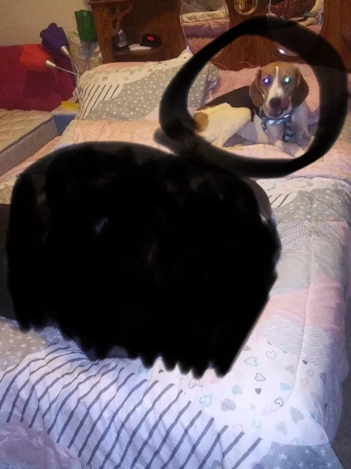 Lost dog in Uniontown, PA, 15401