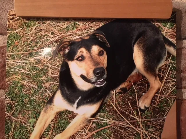 Lost dog in Muldrow, OK, 74948
