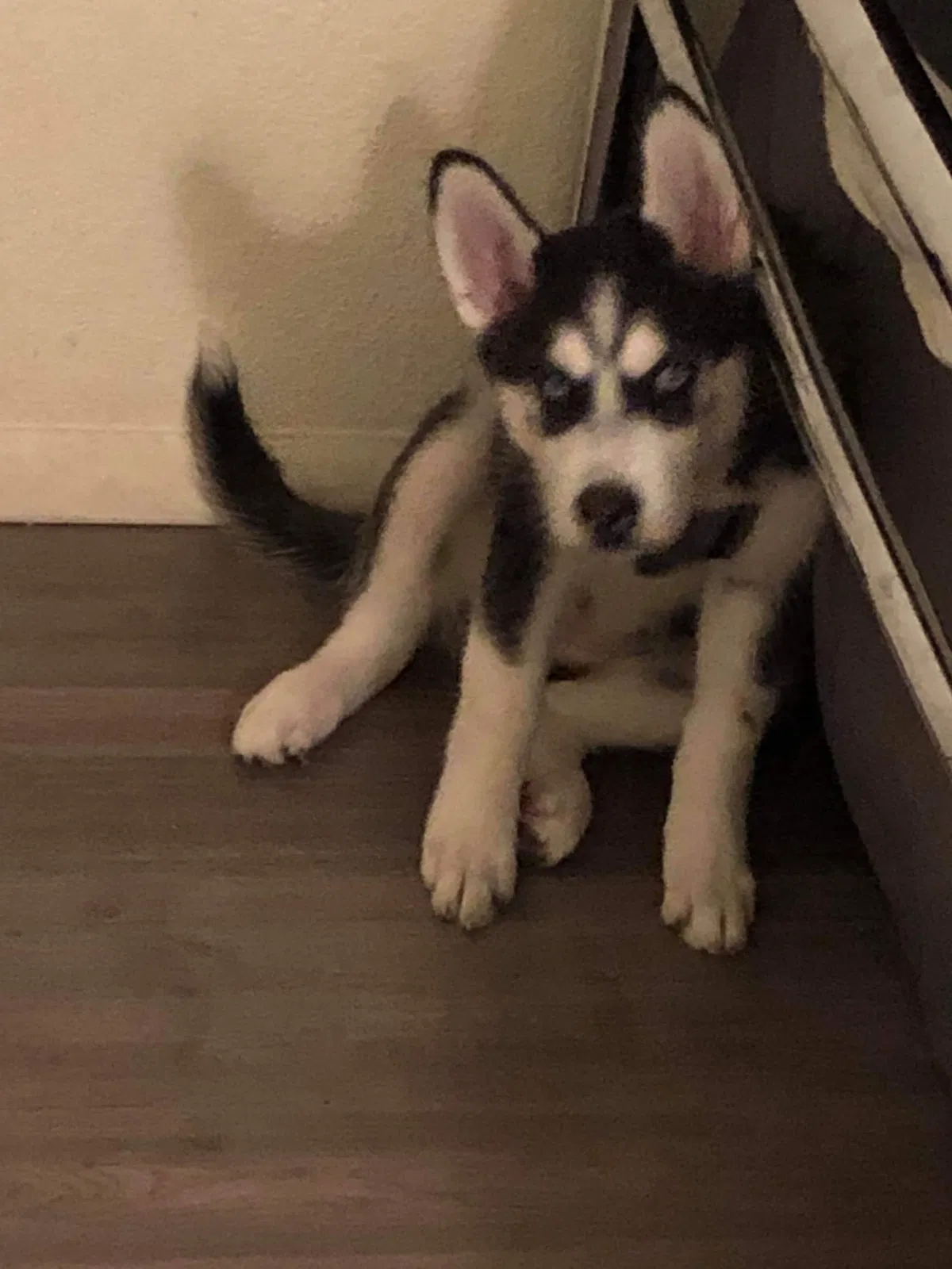 Lost dog in Phoenix, AZ, 85043