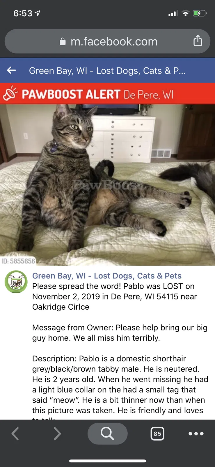 Lost cat in De Pere, WI, 54115