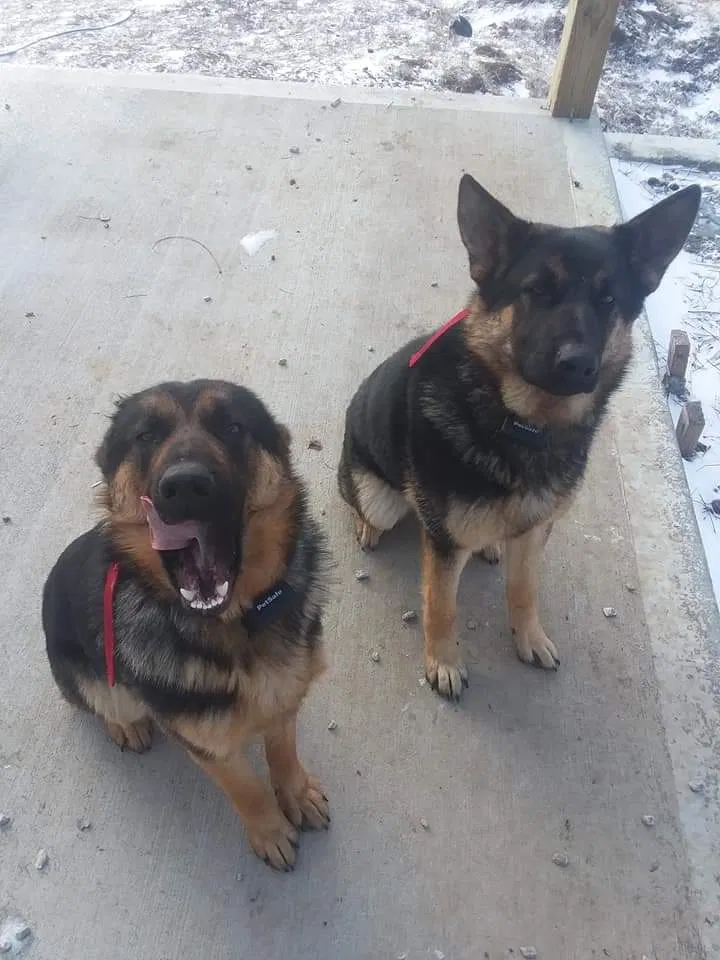 Lost dog in Holden, MO, 64040