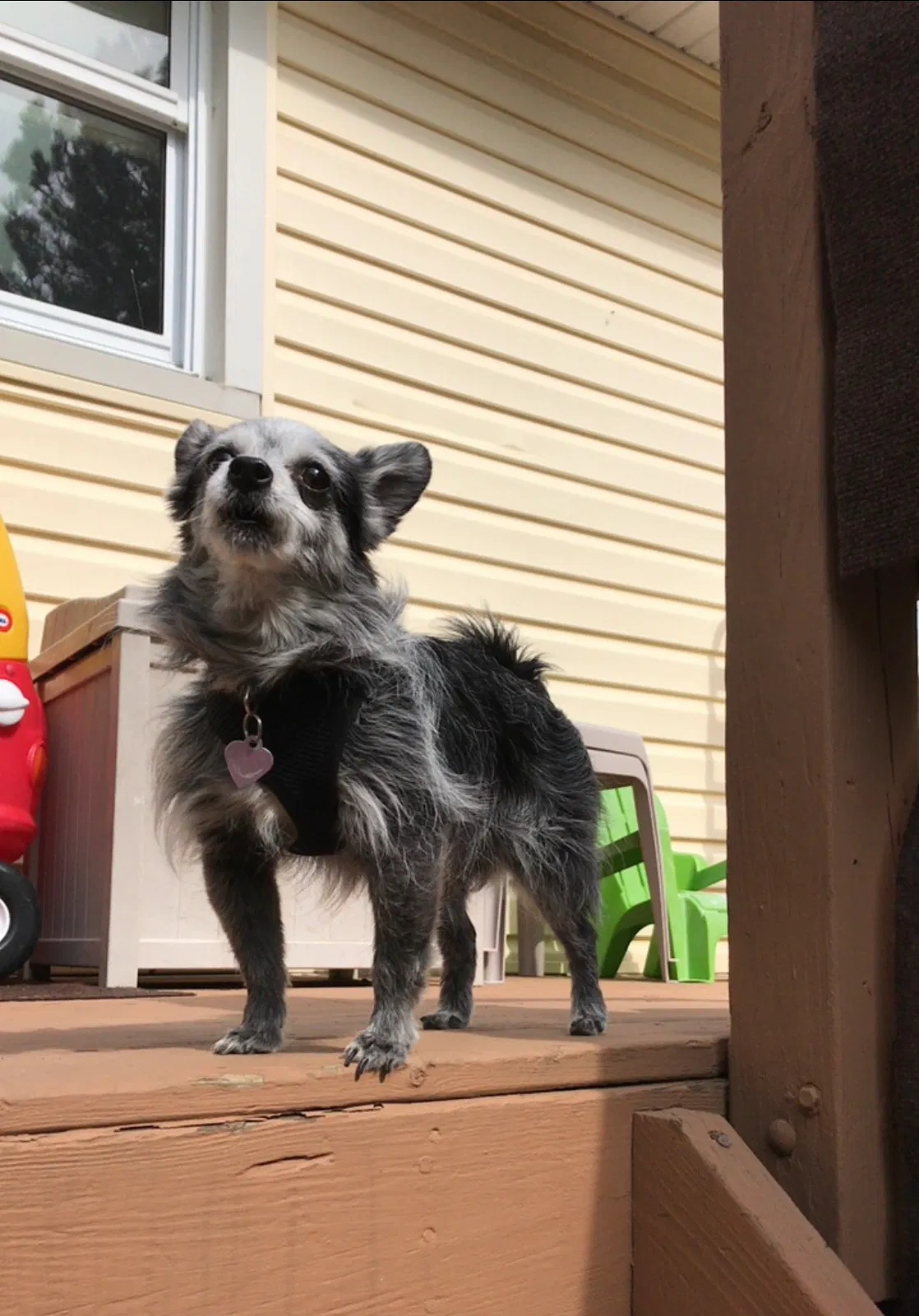 Lost dog in Monroe, MI, 48161