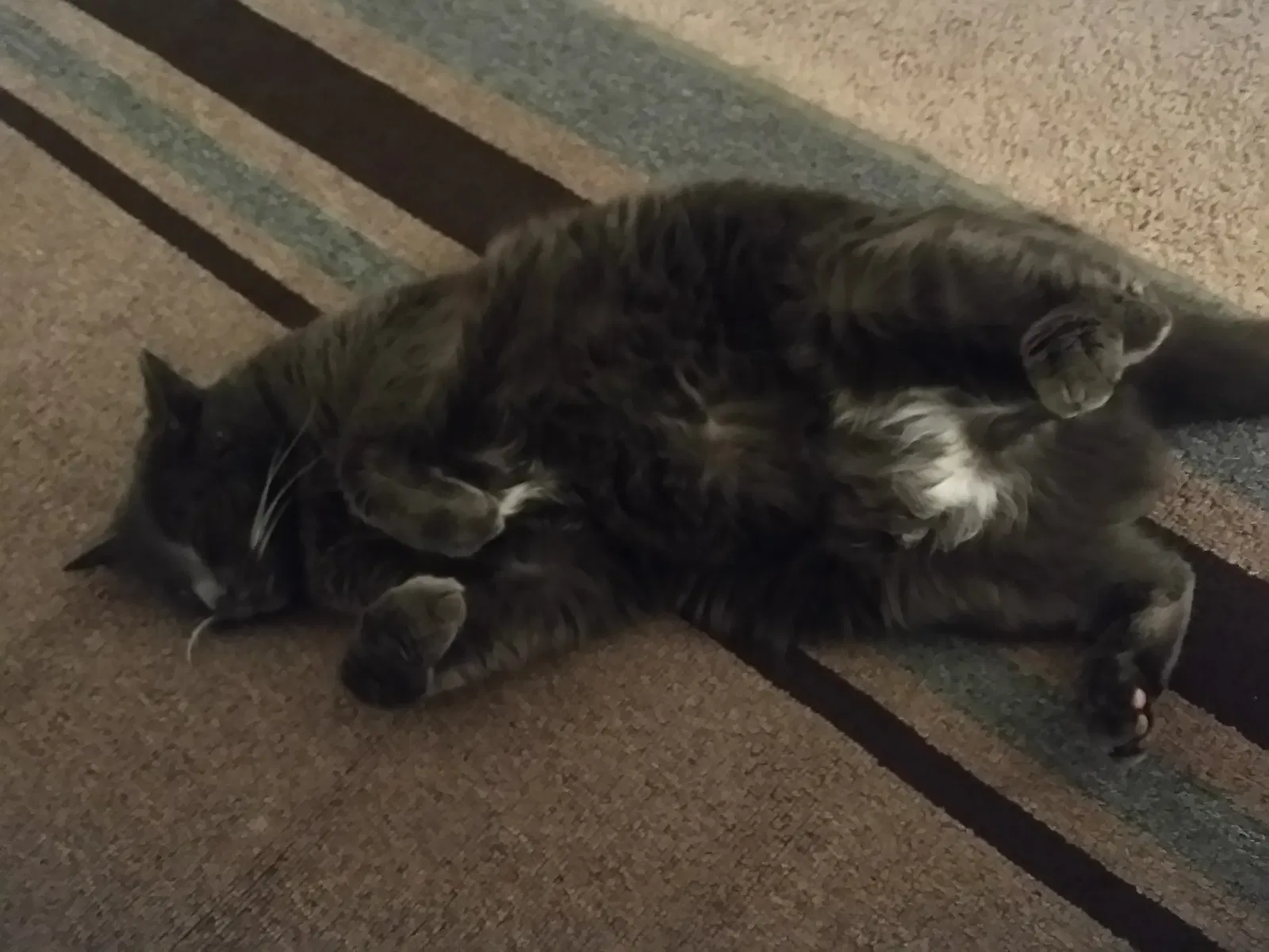 Lost cat in Brighton, CO, 80601