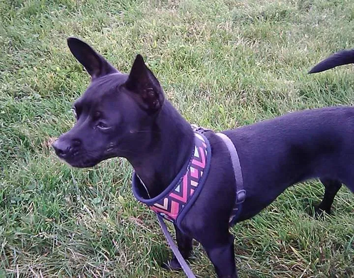 Lost dog in Portland, OR, 97217