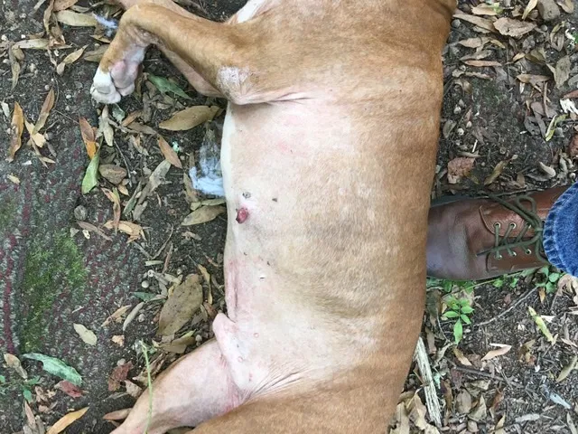 Lost dog in Jackson, TN, 38301
