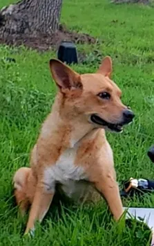 Lost dog in Siler City, NC, 27344