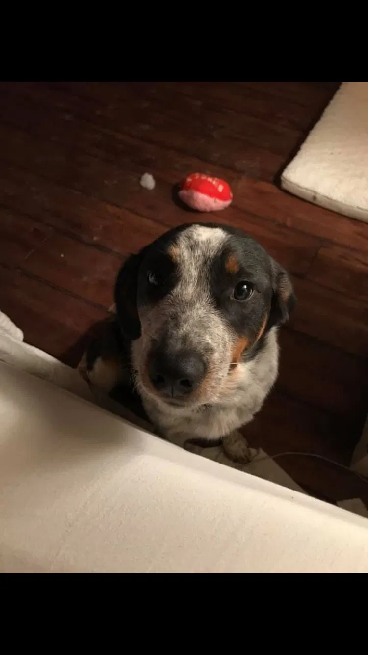 Lost dog in Hereford, TX, 79045