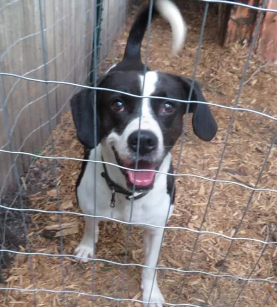 Lost dog in Adel, IA, 50003