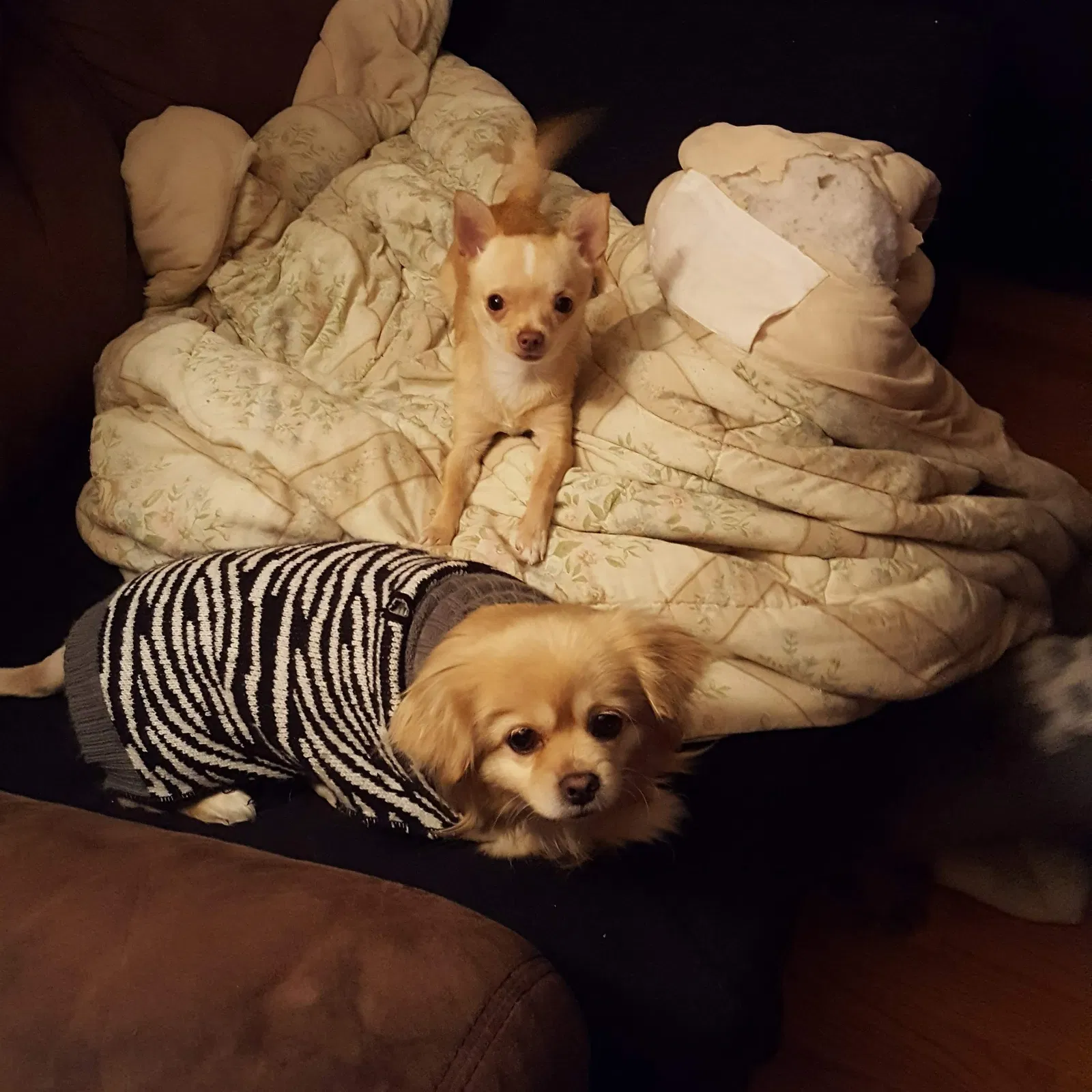 Lost dog in Syracuse, NY, 13208