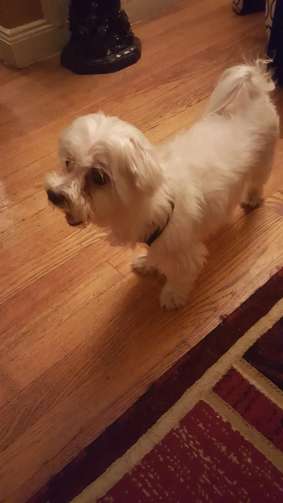 Lost dog in Greensboro, NC, 27406