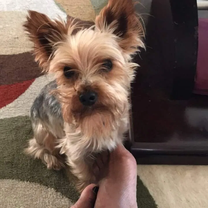 Lost dog in Indianapolis, IN, 46226
