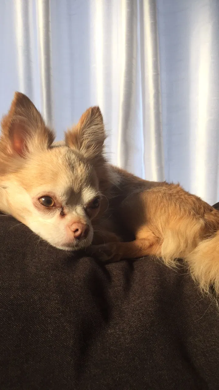 Lost dog in Highland Park, IL, 60035