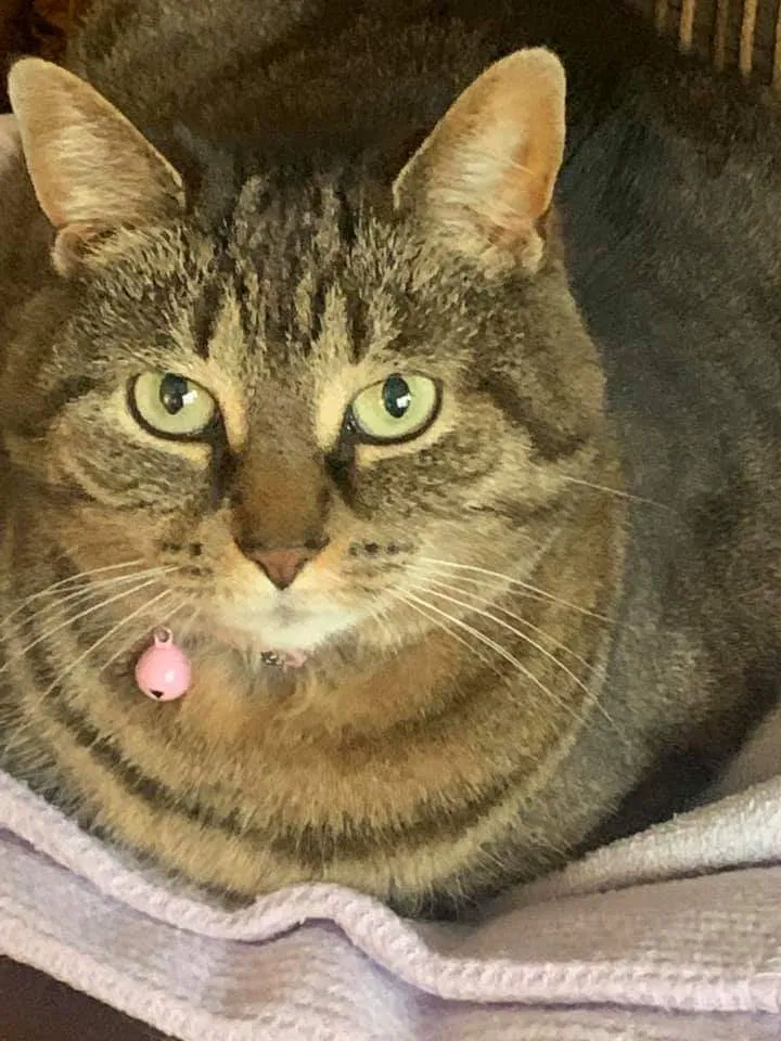 Lost cat in Westerville, OH, 43081