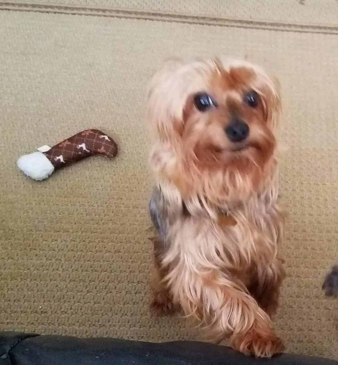 Lost dog in Lancaster, PA, 17601