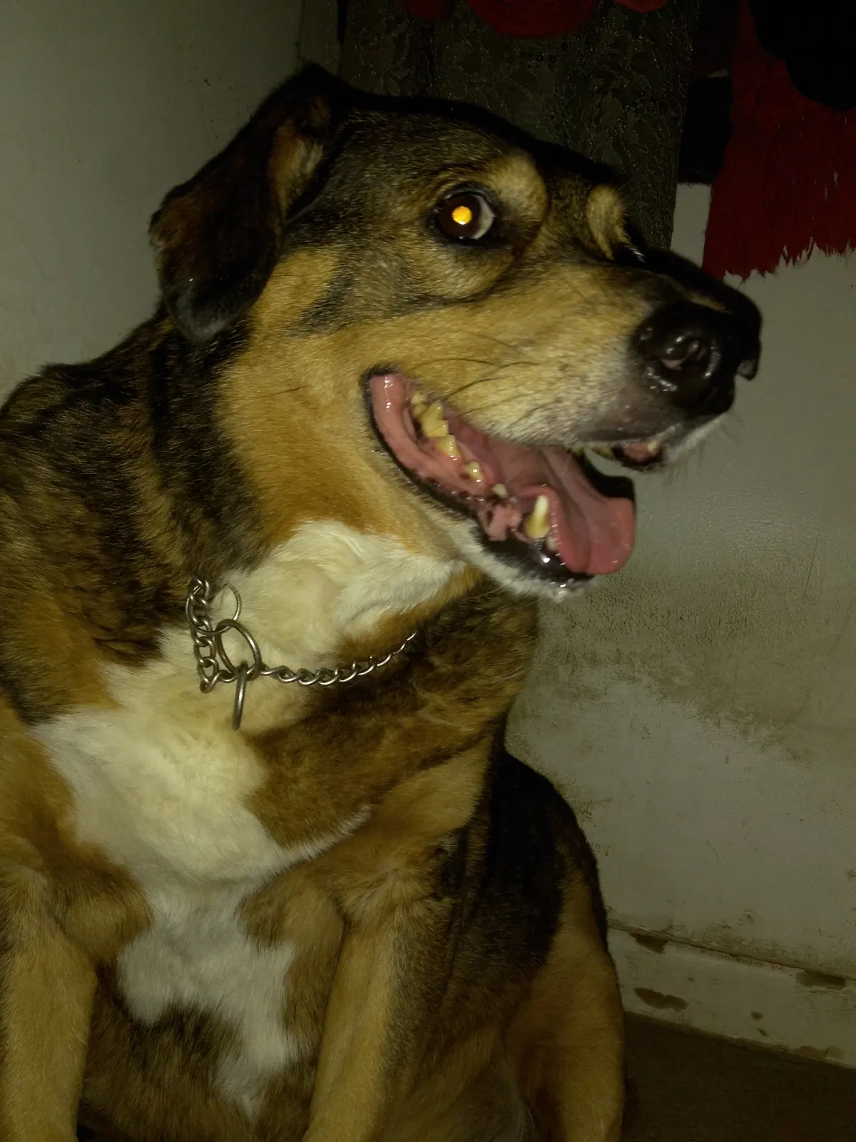 Lost dog in Spotswood, NJ, 8884