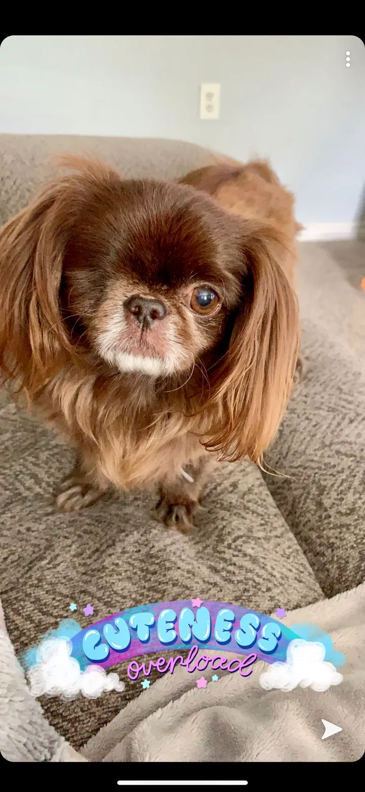 Lost dog in Mckinney, TX, 75069