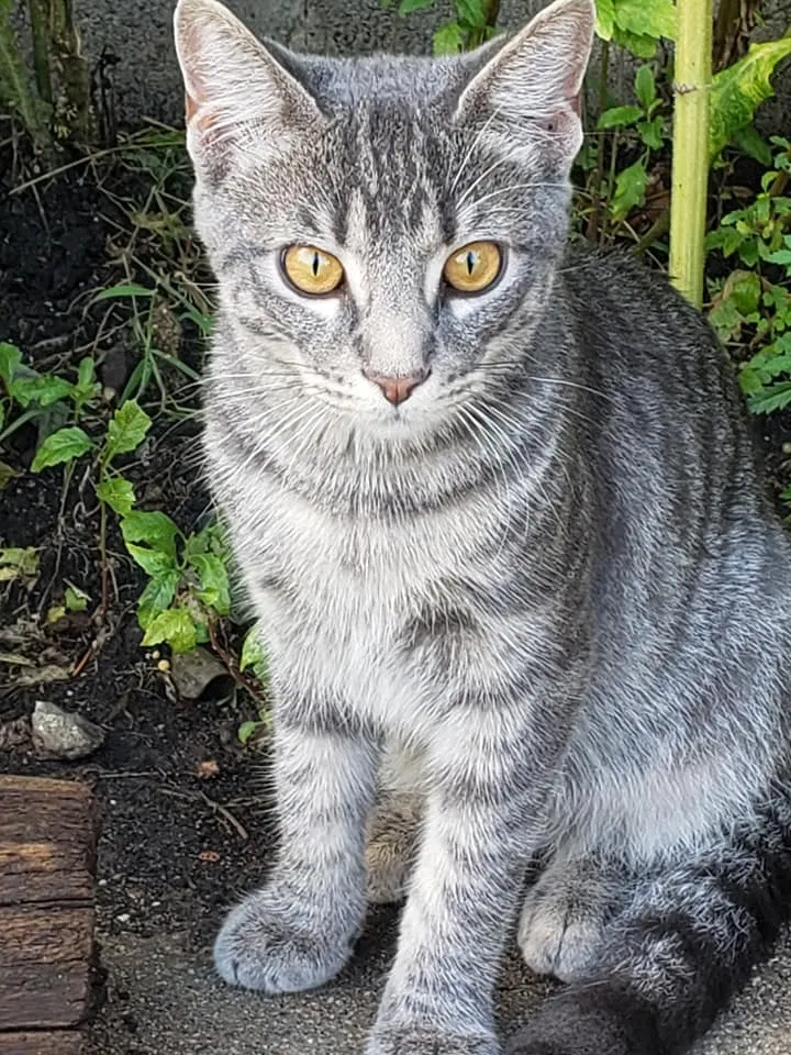 Lost cat in Chicago, IL, 60608