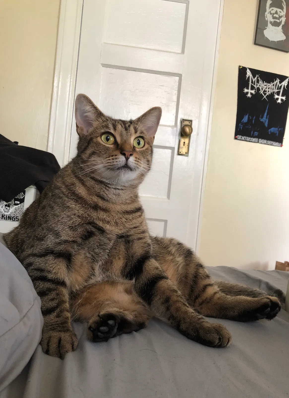 Lost cat in Richmond, VA, 23220