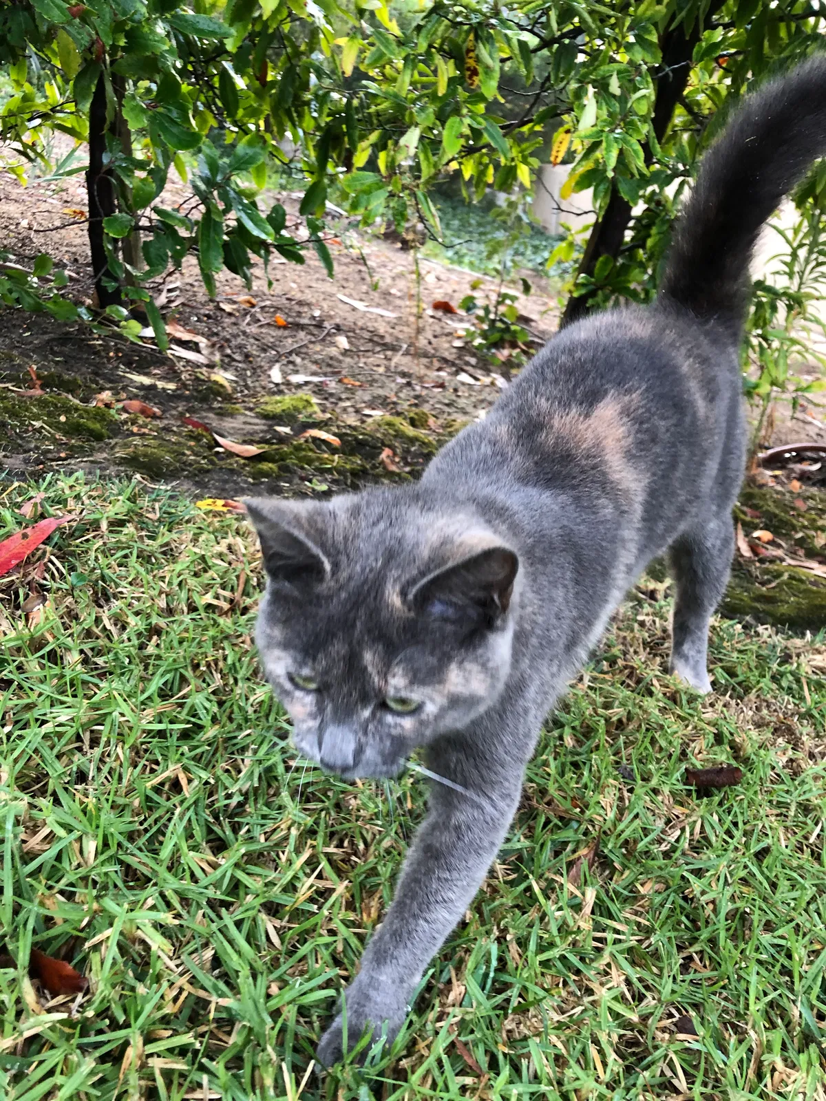 Found cat in Newport Beach, CA, 92660