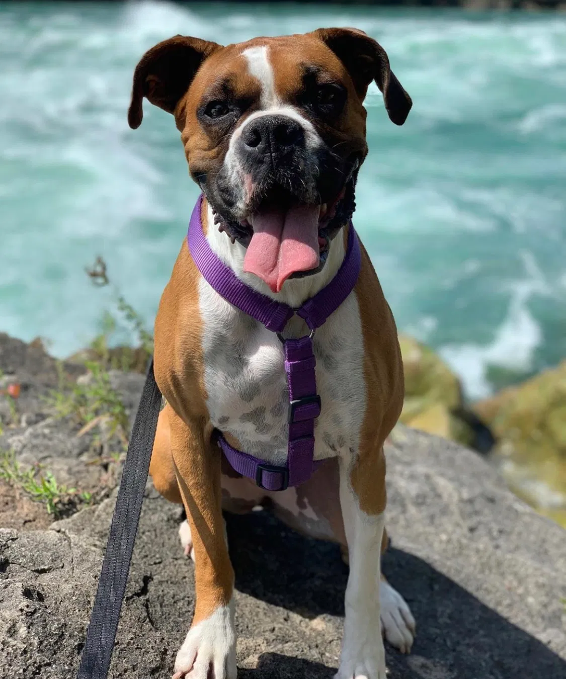 Lost dog in Greeley, CO, 80631