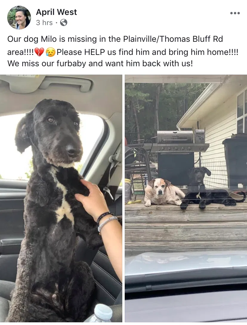 Lost dog in Rome, GA, 30161