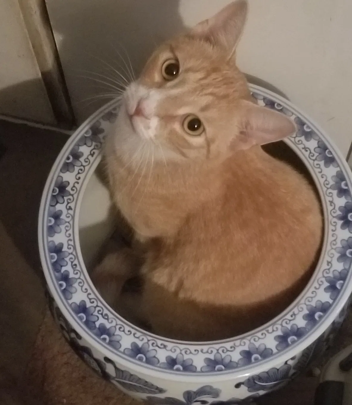 Lost cat in Pulaski, VA, 24301