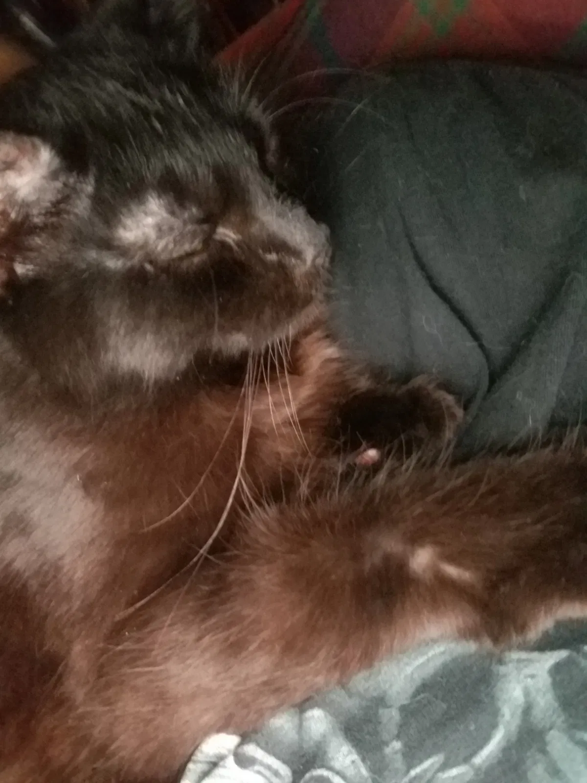 Lost cat in Pulaski, VA, 24301