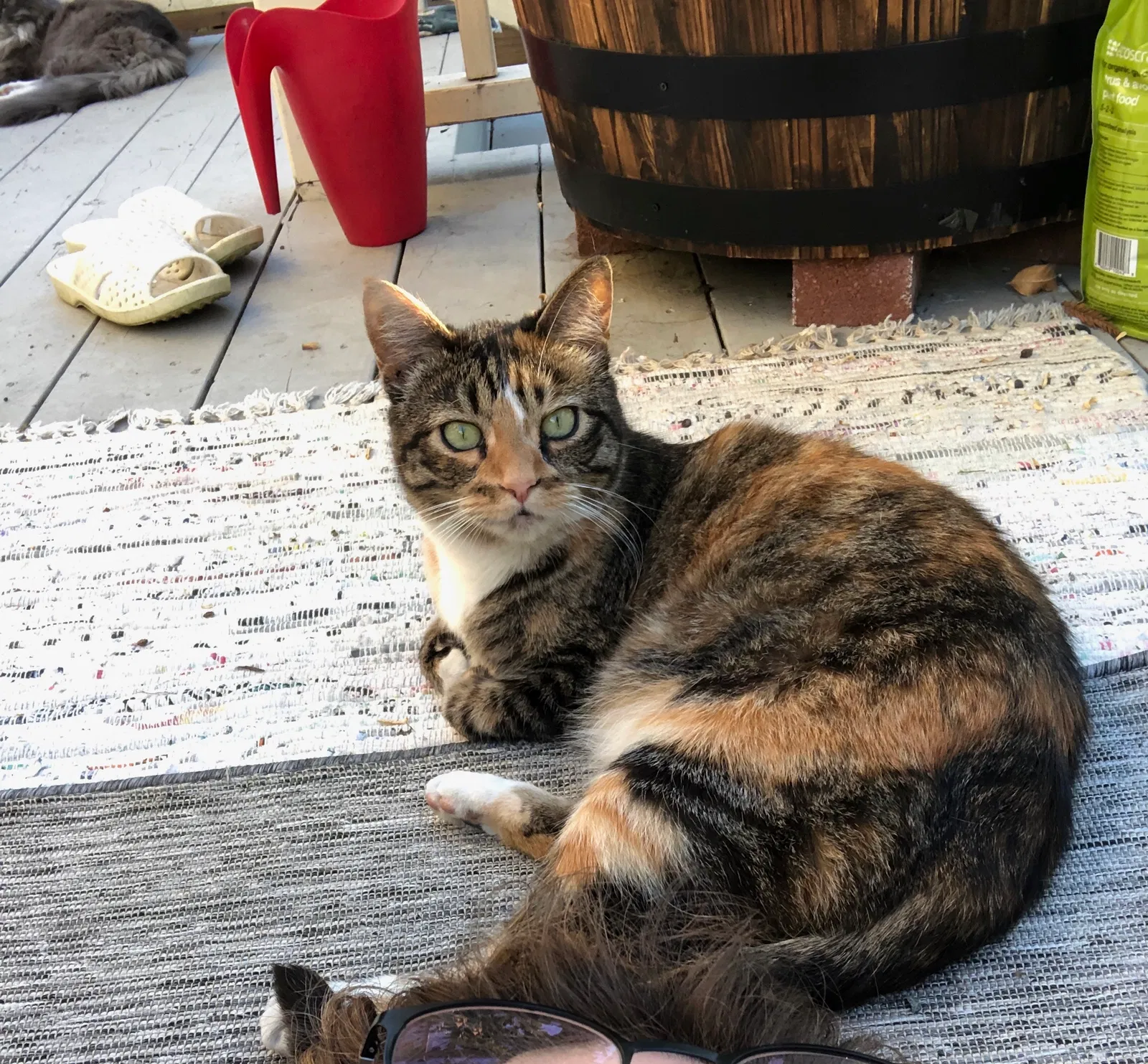 Lost cat in Emeryville, CA, 94608