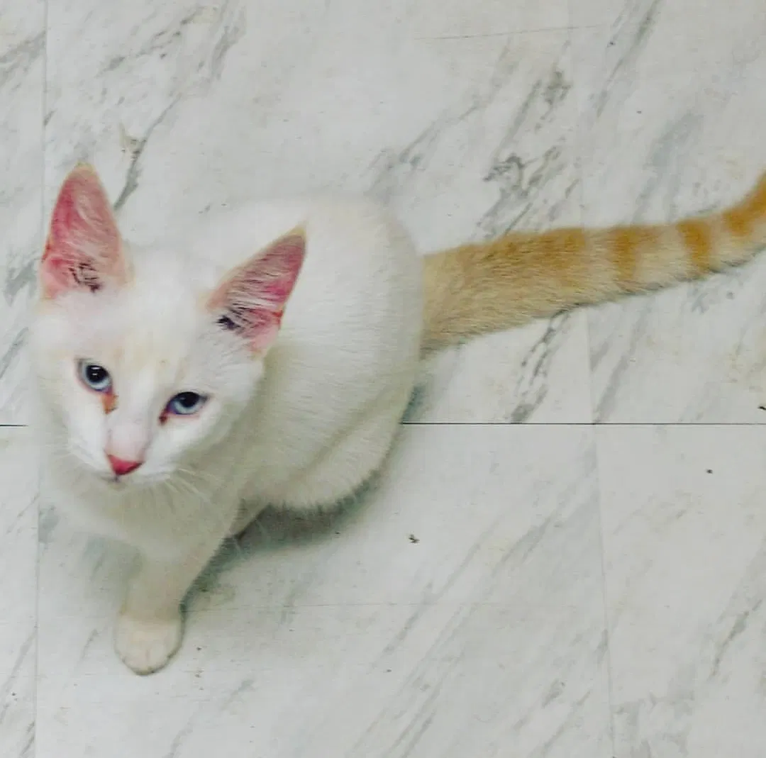 Lost cat in Tampa, FL, 33604