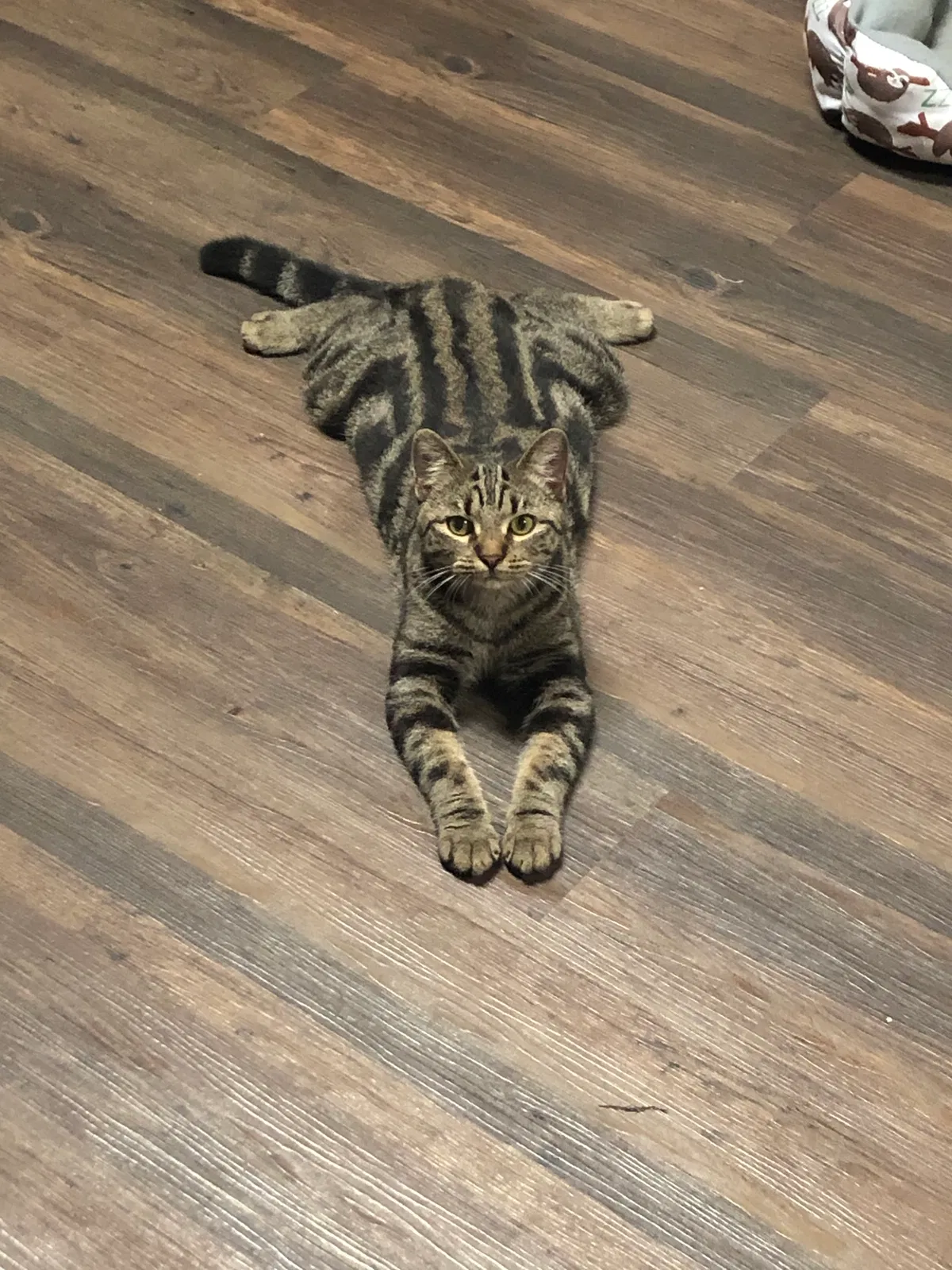 Lost cat in Mcallen, TX, 78501