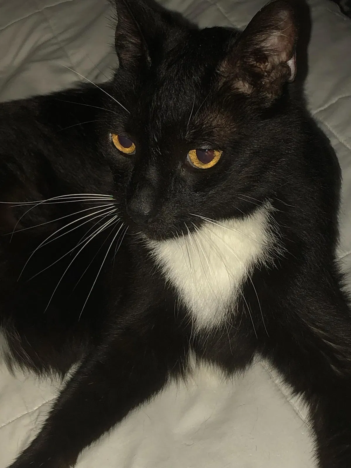 Lost cat in Pompano Beach, FL, 33071