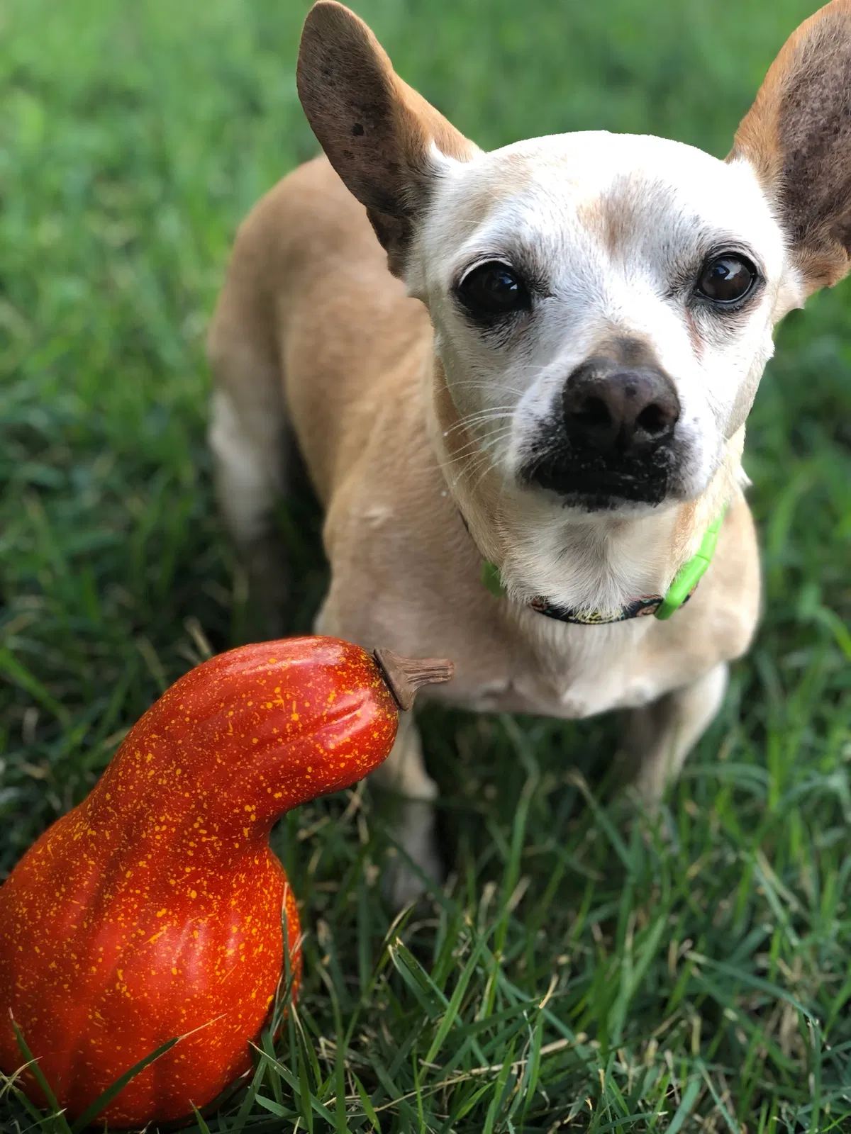 Lost dog in Davenport, FL, 33896