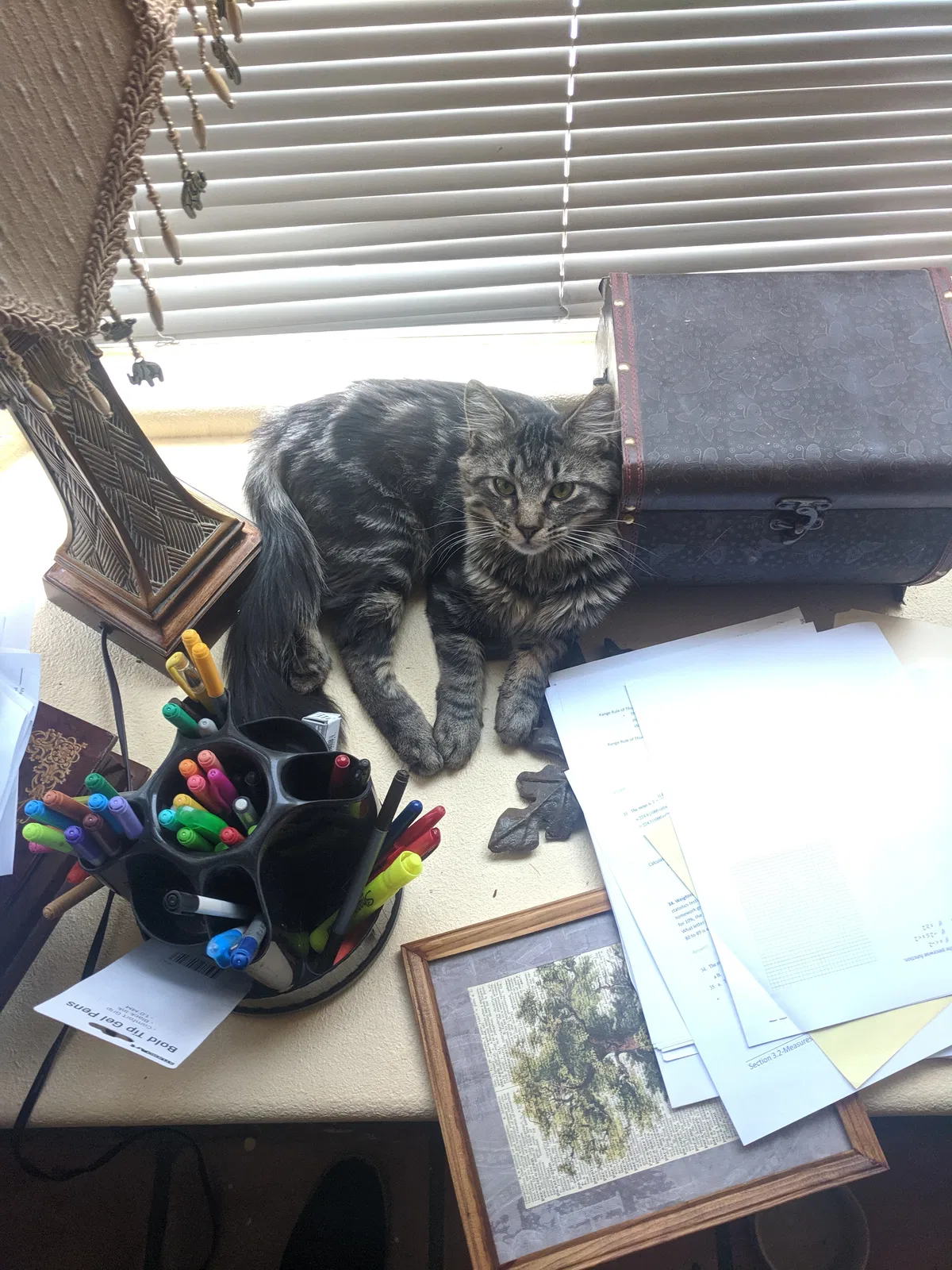 Lost cat in Victorville, CA, 92395
